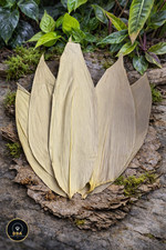 Large Dried Bamboo Leaves &ndash; Shrimp Botanicals (Soft Yellow Tint / Biofilm)