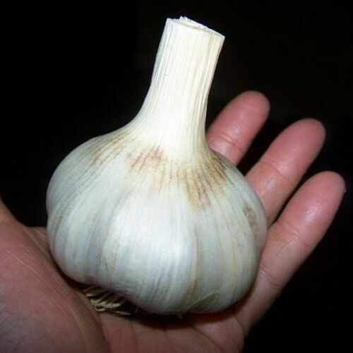 100 German Giant Garlic Seeds Bulb Seed Organic Natural Home Vegetable Garden - Picture 1 of 3