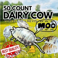 50 Dairy Cow Isopods  Bioactive Clean-Up Crew  Gecko, Snake, Reptile Tank