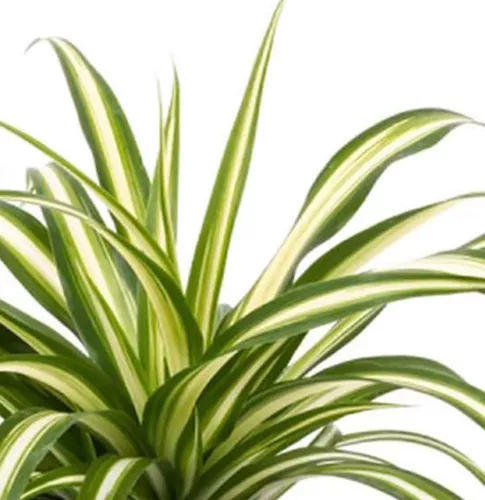 Spider Plant  10" Height