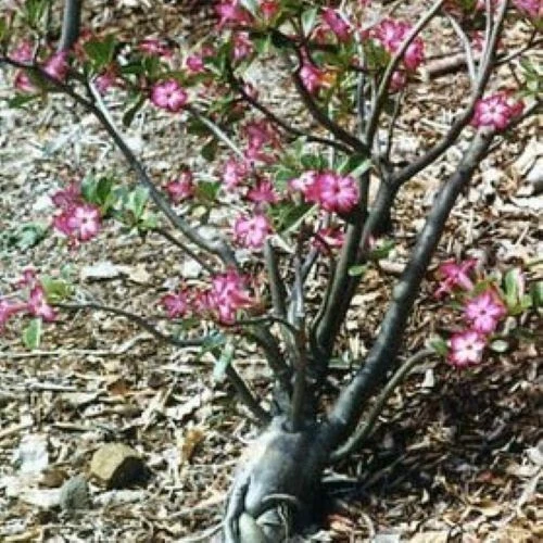 Adenium Somalense, "Black Somalense", 10 seeds - Image 2 of 4