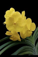 Vanda Memoria Leslie Maxwell × Vanda Suksamran Gold – Yellow Vanda Orchid • Live