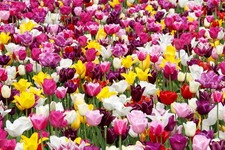 Mix Stück Tulipa Blumenzwiebeln Tulpenzwiebeln Frisch !
