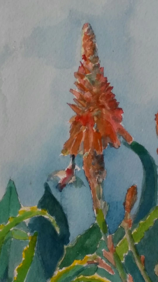 "Кормушка для алоэ" оригинальная акварельная картина ~ RAMfish художник колибри - Изображение 3 из 4