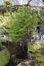 Osmunda regalis | Hardy fern | Plug Plant