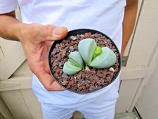 Argyroderma Delaetii Succulent