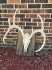 Deer Skull with Antlers European Mount on Barn Wood Plaque Taxidermy — photo 2