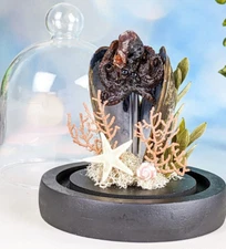 Octopus display collectible dome Taxidermy Oddities Curiosities Nautical display