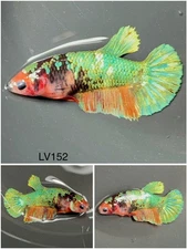 Female Betta Live Fish - Koi Candy Galaxy HMPK - LV152 - For Sorority - Breeding