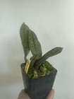 Picture 8 of 11