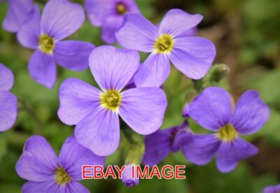 FOTO FRÜHLINGSBLUMEN ETWAS FARBE IM GARTEN IM MOMENT VON DER AUBRIETA.