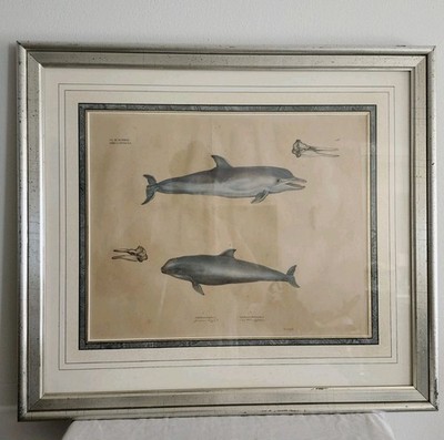 Original Large Seba, Bonnaterre, ?framed Dolphins Colored Engraving Print 18TH C
