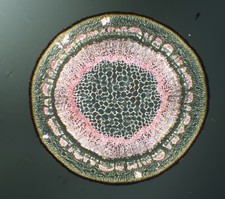  on The Hot Collector