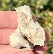 Lee Creek Fossil Cetacean Bulla Marine Mammal Ear Bones North Carolina