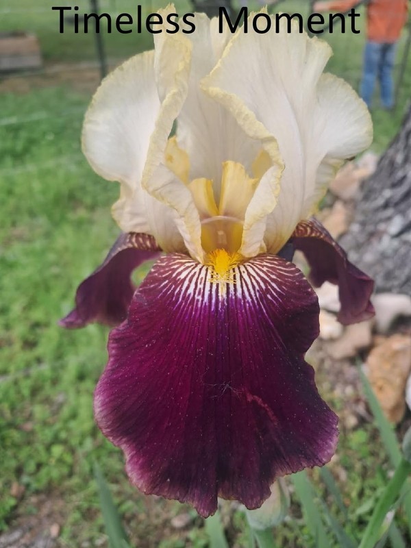 TIMELESS MOMENT: tall bearded iris: 1 free with any 5