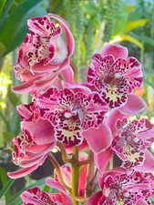 Cymbidium Strathdon  Cooksbridge Noel  AM/RHS  Perloric Version  Fragrant
