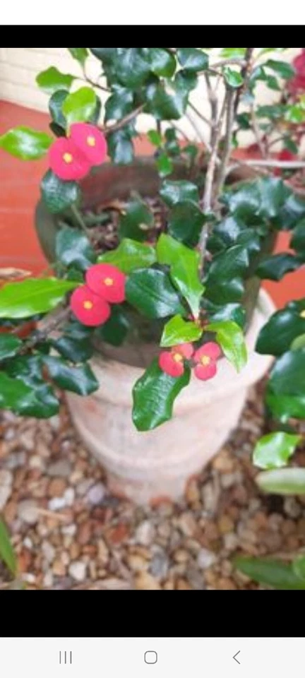 Rare Euphorbia Geroldii Thornless Crown of Thorns 8" ROOTED -  MILII Corona - Image 4 of 4