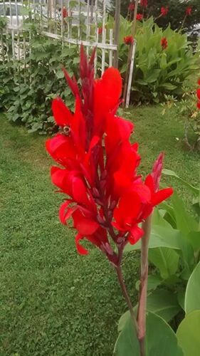 TALL Canna Lily Rhizomes/Bulbs~HEIRLOOM~RED Flowers~Hummingbirds LOVE~FREE SHIP - Picture 2 of 2