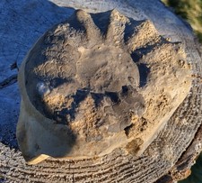 Großer Ceratites nodosus,Eigenfund,Götzingen/Buchen,Trias, a.m. Samml.