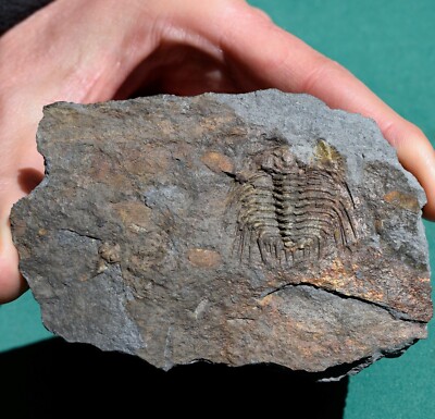 Trilobite: Leonaspis chacaltayana - rare Bolivia silurian trilobite fossil