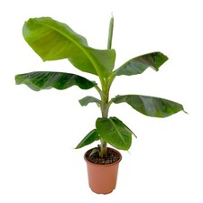 KENTIS - Musa Dwarf Cavendish - Pianta di Banano Vera da Interno Tropicale