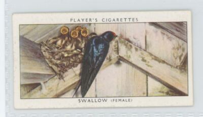 swallow tobacco 1937 Player's Cigarettes Tobacco Card Swallow (F) Birds & Their Young #37