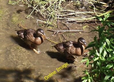 Foto 12x8 Paddelnten Jacobs Well Zwei Enten machen sich ihren Weg flussaufwärts c2012