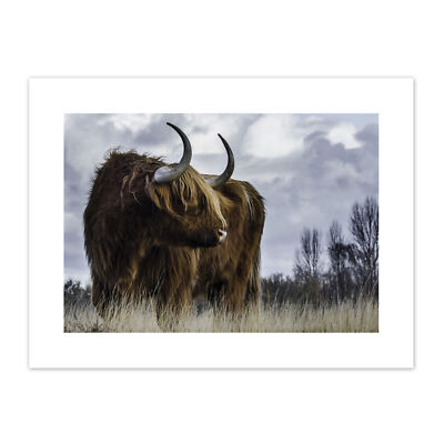 Highland Kuh Schottisch Kunstplakat Leinwanddruck 30x40 cm