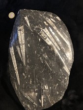 Orthoceras Slab Black Marble