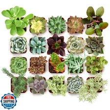 Shop Succulents Collectors Succulent Plant Pack Collection - Live