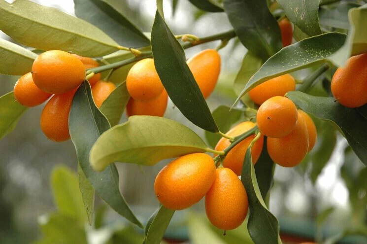WHITE 10 GRAINES DE KUMQUAT + CADEAU GRATUIT