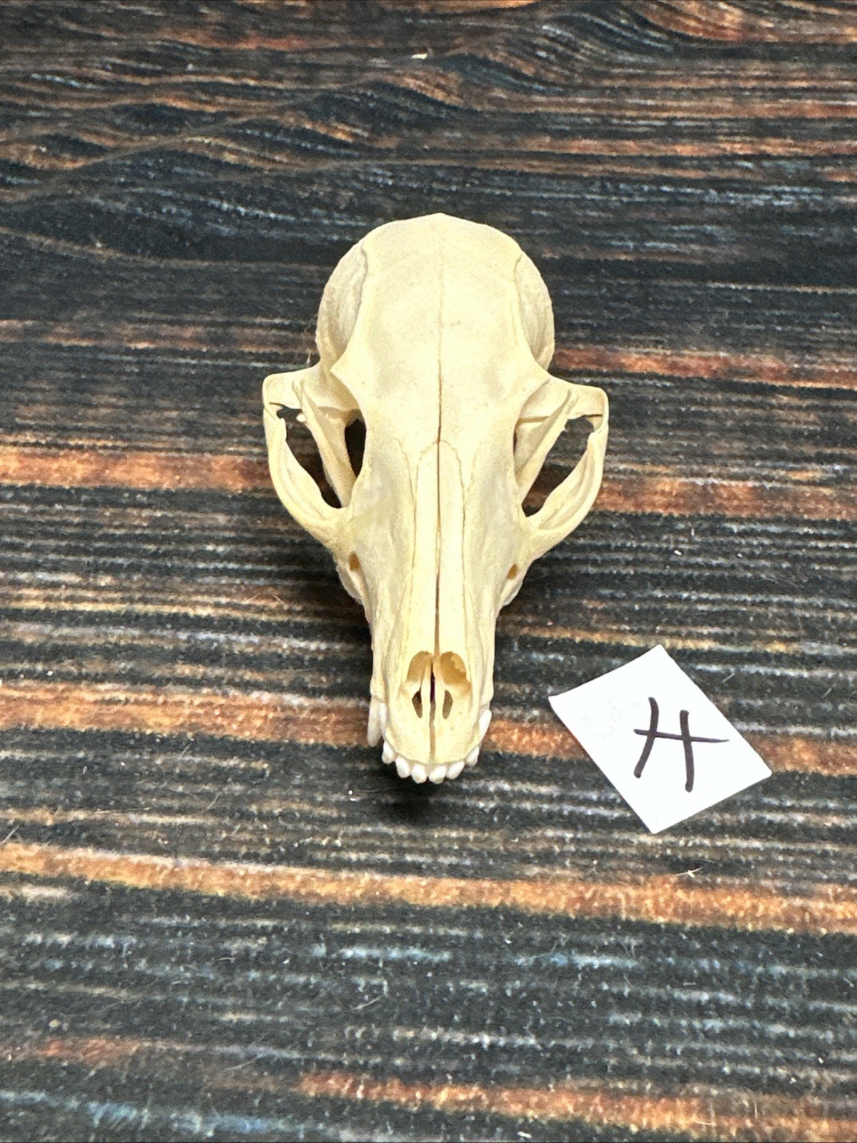Real Grey Fox Unique Animal Mount Halloween Skull Art Craft Mountain Man Canine