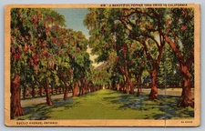 Vintage Linen Postcard Pepper Tree Drive California Euclid Avenue Ontario