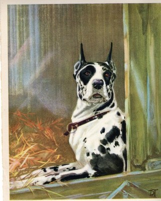 * Harlequin Great Dane ''Relax'' - 1932 Vintage Dog Art Print - Diana Thorne