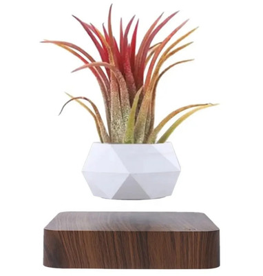 Levitating Air Plant Magnetic Floating Planter White Pot Dark Wood Base