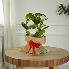 Stephanotis on Hoop Gift Wrapped - Madagascar Jasmine Indoor Houseplant Gift