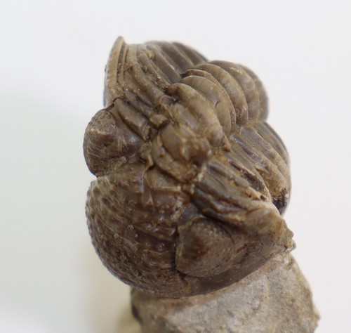Trilobit, Geesops schlotheimi, Devon, Eifel, Gees, Gerolstein, Eifel, BRD-k423 - Picture 8 of 10