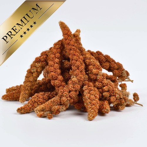 2 kg Kolbenhirse rot Vogelfutter Sittiche Kanarienvögel Vögel Hirse Lyra Pet® - Bild 5 von 7