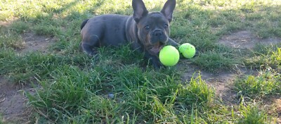 17+ French bulldog puppies epping