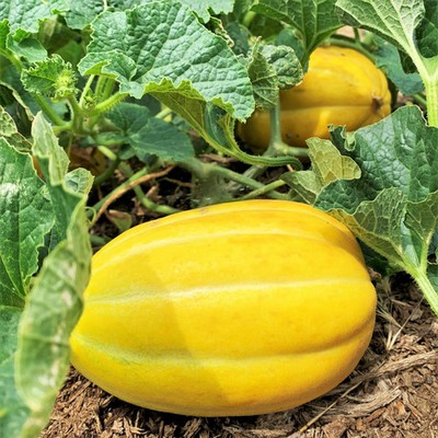 Early Silver Line Korean Melon Seeds - For 2026 Planting Yellow