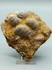 Fossil Seashells Impressive Nature Artwork