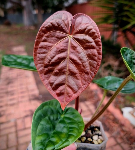 Anthurium 'Magnificent Luxury' - Magnificum (Linden) x Luxurians - Rare Aroid - Picture 6 of 10