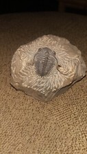 Fossile Di Trilobite Su matrice originale Rocciosa Marocco Dettagli AAA+