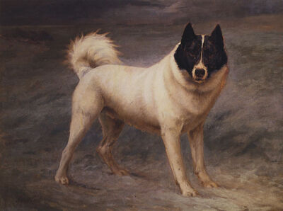 SIBERIAN SLEDGE DOG PORTRAIT ON SNOW PAINTING BY MAUD EARL REPRO 