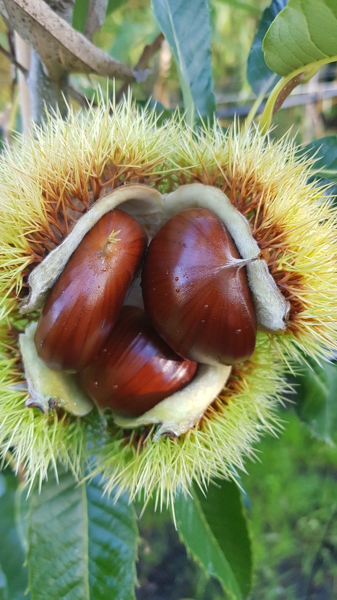 Châtaignier Marsol Castanea contre le dépérissement des arbres fruitiers isolés