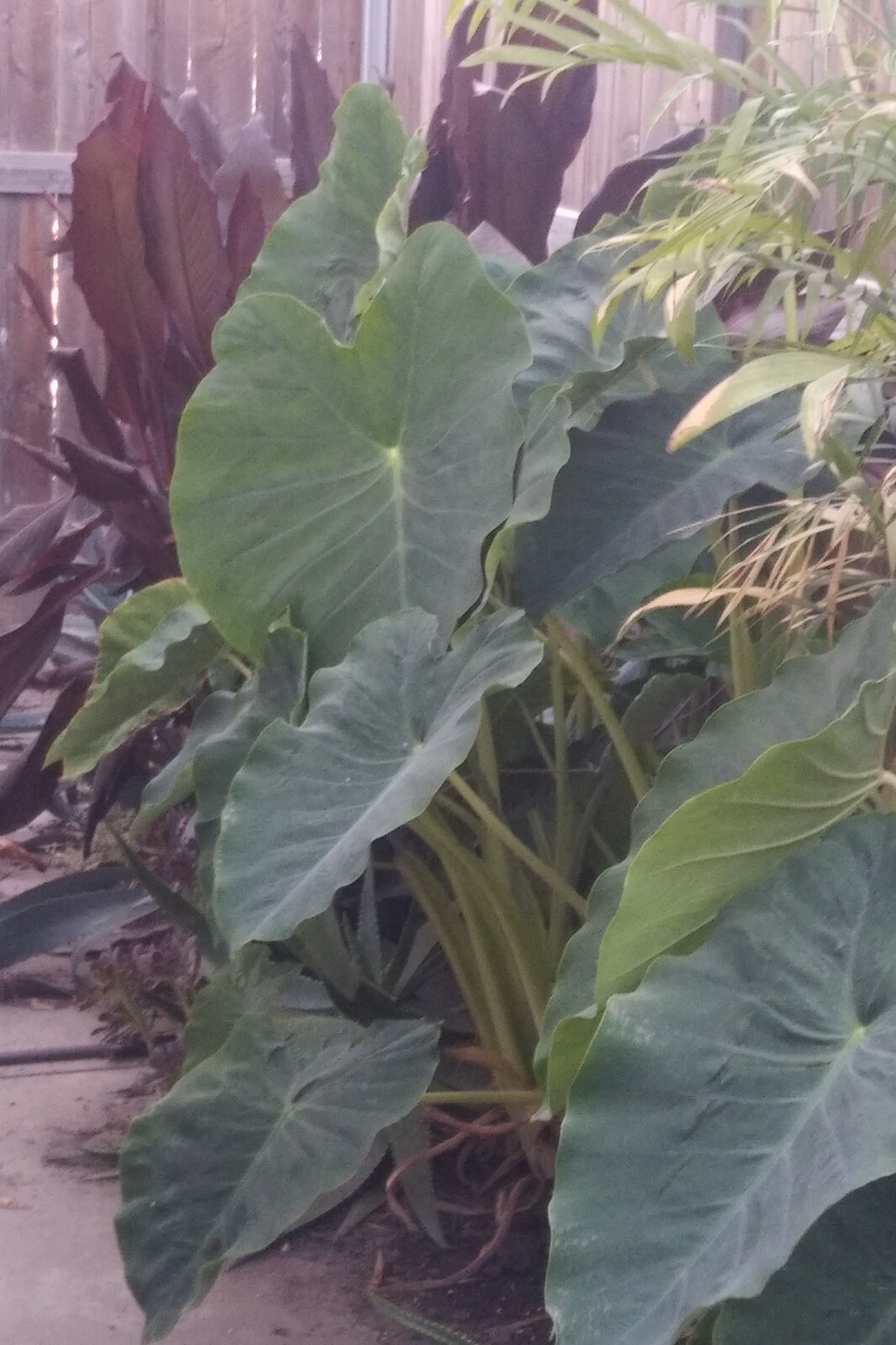 Giant Elephant Ear Colocasia Jack's Giant Plant live plant 612