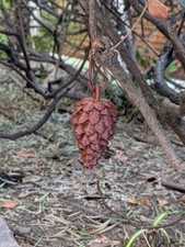 Improved pine cone geocache container, 3d printed
