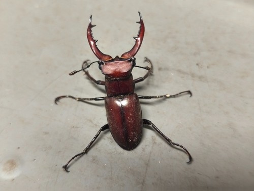 Lucanidae Lucanus (s. str.) elaphus USA (Maryland) macho 48 mm - Imagen 7 de 10