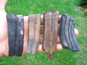 4 LARGE HORSE TEETH FLORIDA FOSSILS ICE AGE EQUUS BONES TOOTH JAW SKULL EXTINCT