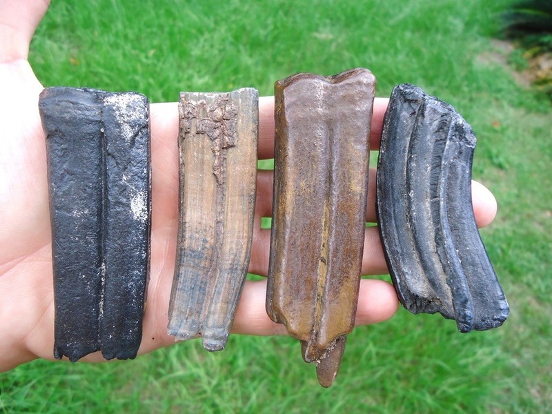 4 LARGE HORSE TEETH FLORIDA FOSSILS ICE AGE EQUUS BONES TOOTH JAW SKULL EXTINCT